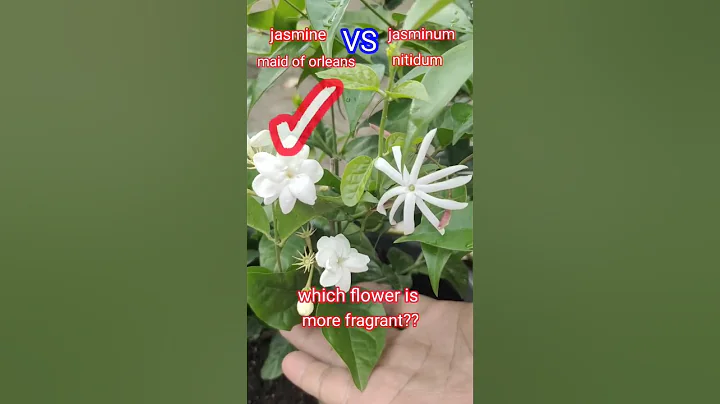 which flower is more fragrant? jasmine maid of orleans vs jasminum nitidum. #plants - DayDayNews