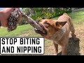 Stop puppy nipping biting or herding fast