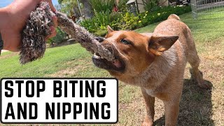 STOP Puppy Nipping, Biting Or Herding FAST