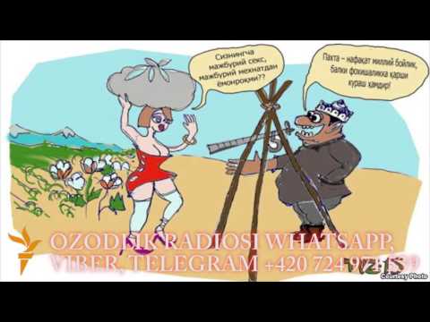 Бухоро вилоятида фоҳишалар пахта теримига жалб қилинди