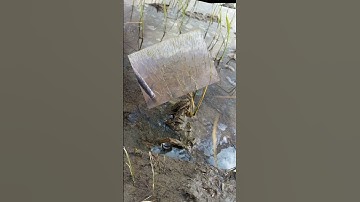 Lúa bị khô lá, chết cây con