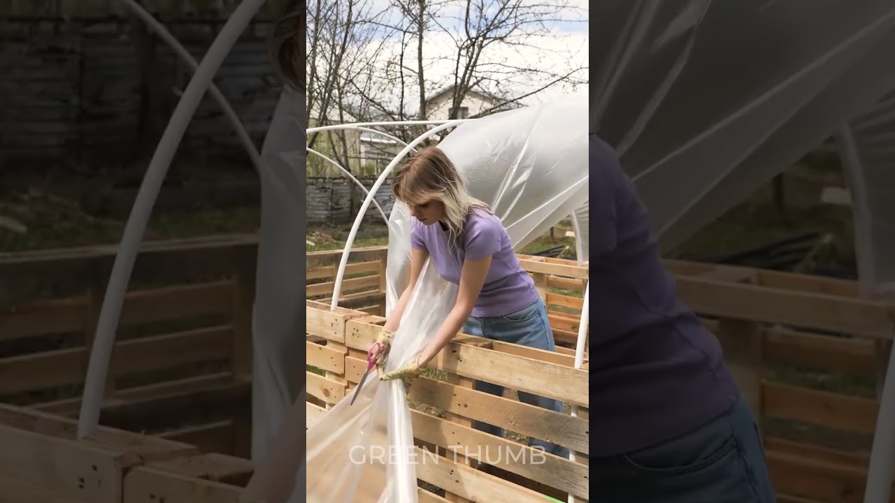Simple but effective greenhouse on backyard 🧑&zwj;🌾 #shorts #greenhouse #planting #garden #diy