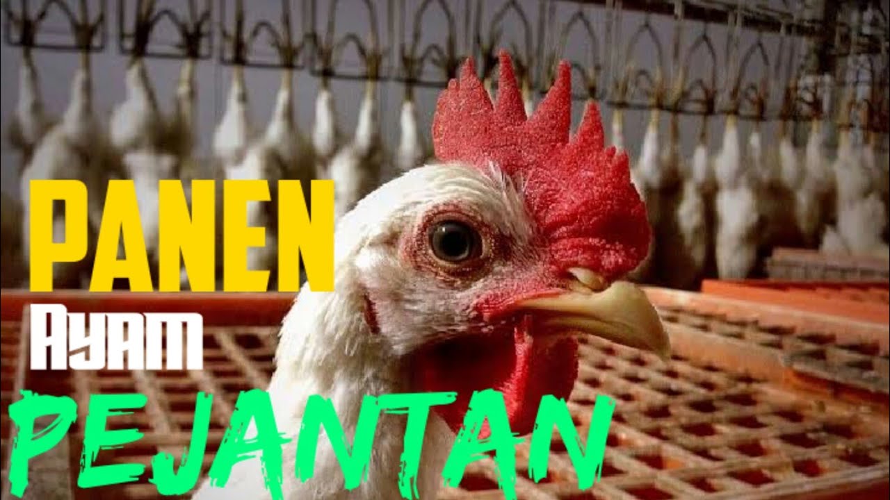 Panen Ayam Pejantan dan Harga Ayam 2020 