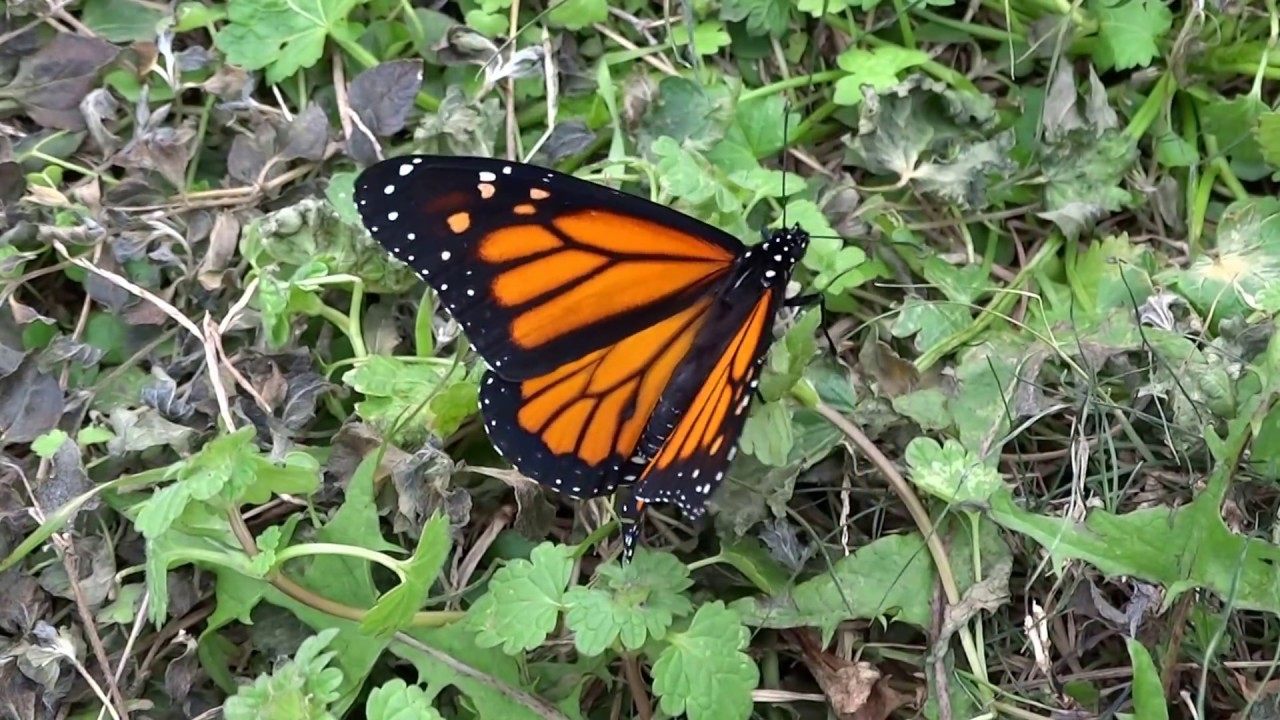 Beautiful Monarch Butterfly Dying After Freezing Weather YouTube