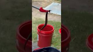Maumelle High School football player finds cottonmouth in helmet
