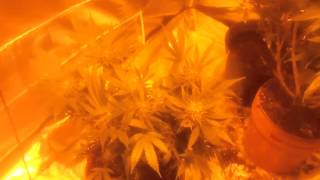 Update on multi strain
