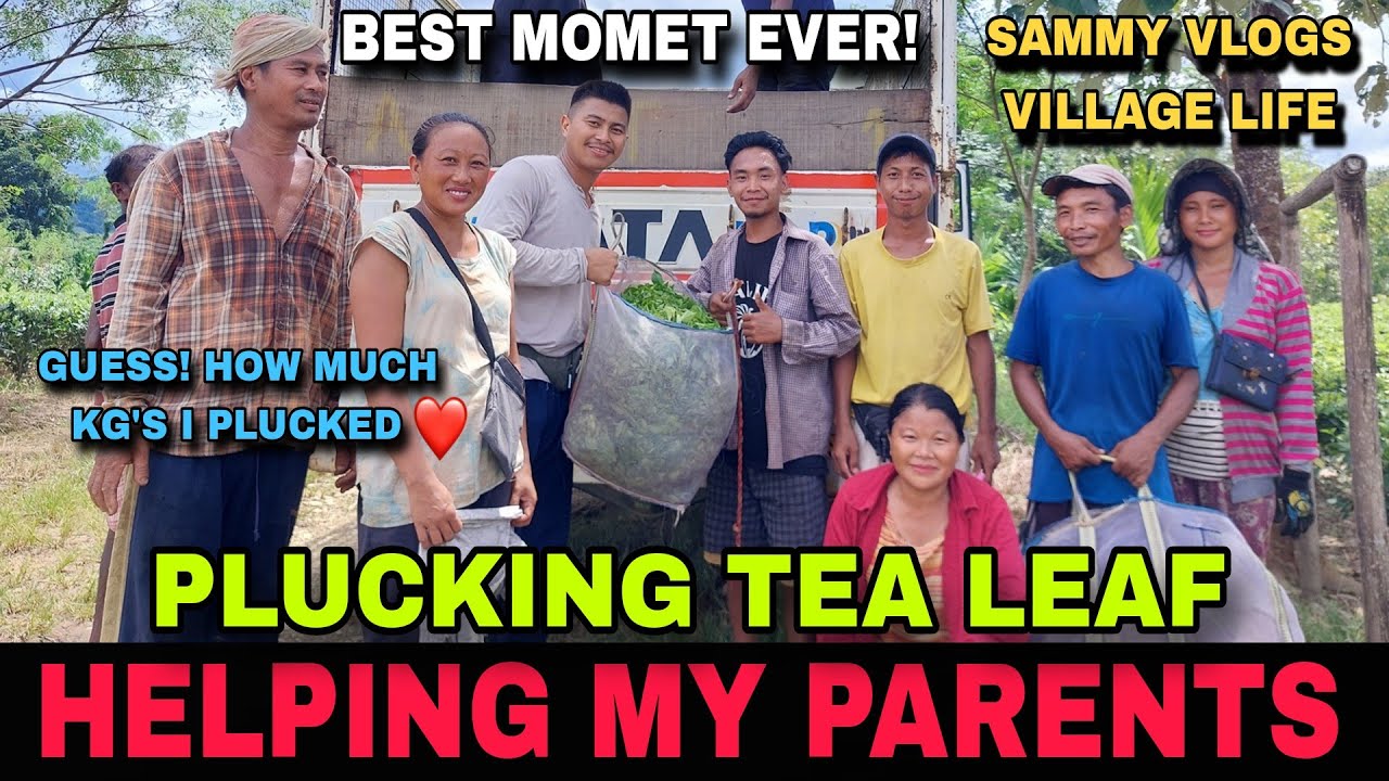Helping My Parents Pluck Tea Leaves 🌿 | Village Life’s Best Moments 💚