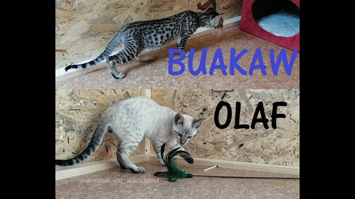 Watch the video about Olaf and Buakaw(Kimo), Savannah kittens, having fun with the feather cat toy 😻part #1