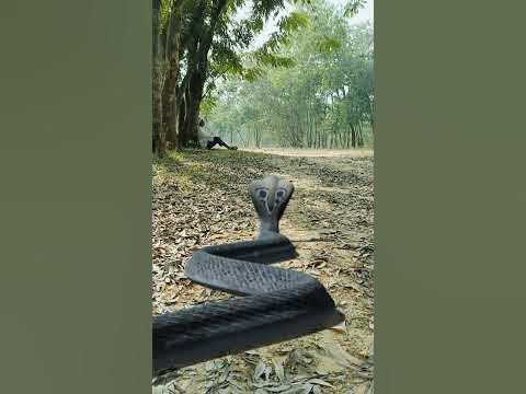 Snake Chasing #Big Anaconda Snake Chasing #shorts #viral #anacondasnake