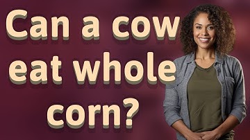 Can a cow eat whole corn?