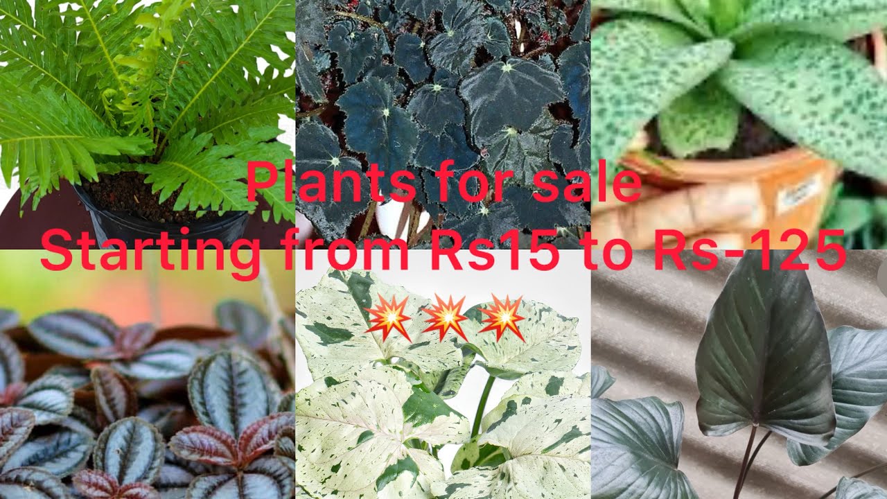 WhatsApp:9895462574.Plants for sale starting from Rs-15 to Rs-125