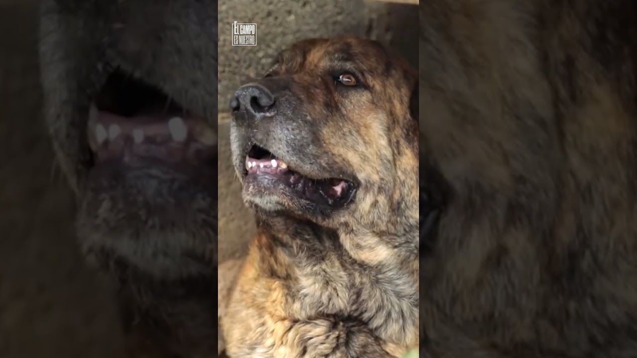 Mastines, perros guardianes y protectores