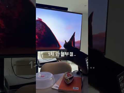 #영화보는고양이 #고양이가좋아하는영상 #영화과몰입고양이 #동병상련? #cat