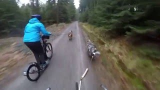 🐕 ZUGHUNDE - unser neues Hobby/Dogscooting/Bikejöring 🚴 by Happy Crazy Dogs 4,432 views 8 years ago 2 minutes, 7 seconds