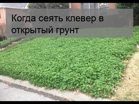 Когда сеять клевер в открытый грунт