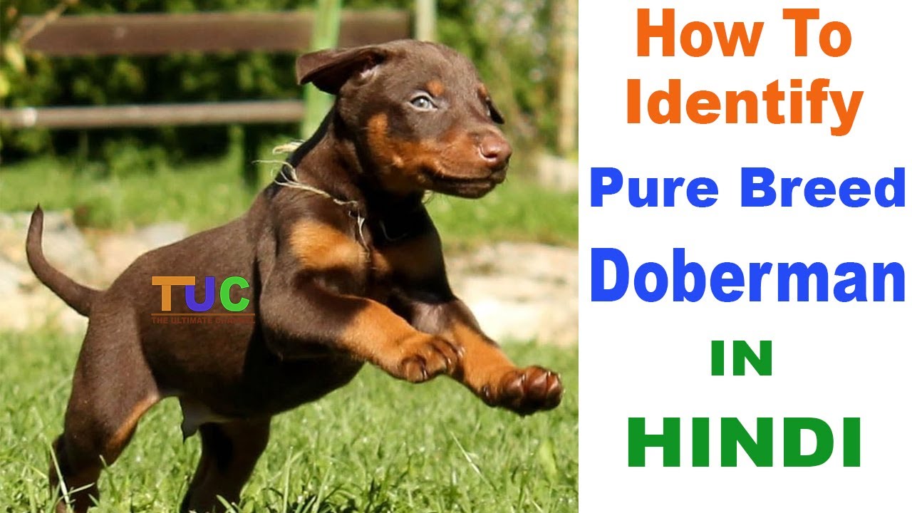 How To Check Pure Doberman Pinscher Breed In Hindi | Know Your Breed In Hindi | The Ultimate Channel