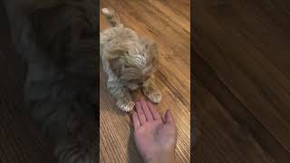 아가 강아지 #puppy #강아지 #애견영상 #cute #maltipoo