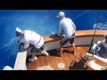 2016 Bermuda Big Game | Team Seamaster | Blue Marlin