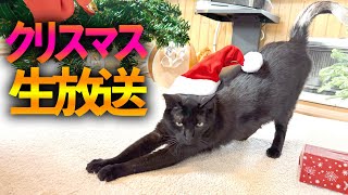 【クリスマス生放送🎄】猫ちゃん達にたくさんプレゼントします🎁🎅