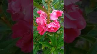 Sahi na jaye... #foryou #viral #shortsvideo #youtubeshorts #nature