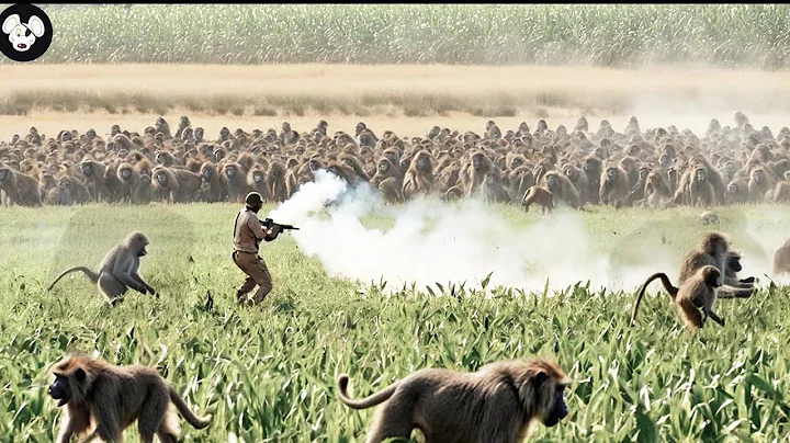 How Do American Farmers And Hunter Deal With Millions Of Wild Boar And Monkeys With Gun - Part 2