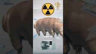 Выживет Даже После Взрыва Земли Тихоходка