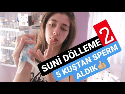 ‼️SUNİ DÖLLEME 2.VİDEO || 5 KUŞTAN SPERM ALDIK✅