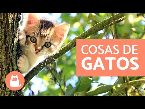 Video: ¿Por qué mi gato me sigue por todas partes?