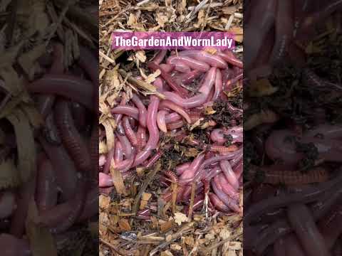 Video: Vermiculture Insects - Vad man ska göra för insekter i Vermicompost
