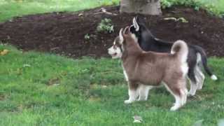 Siberian Husky Puppies for Sale