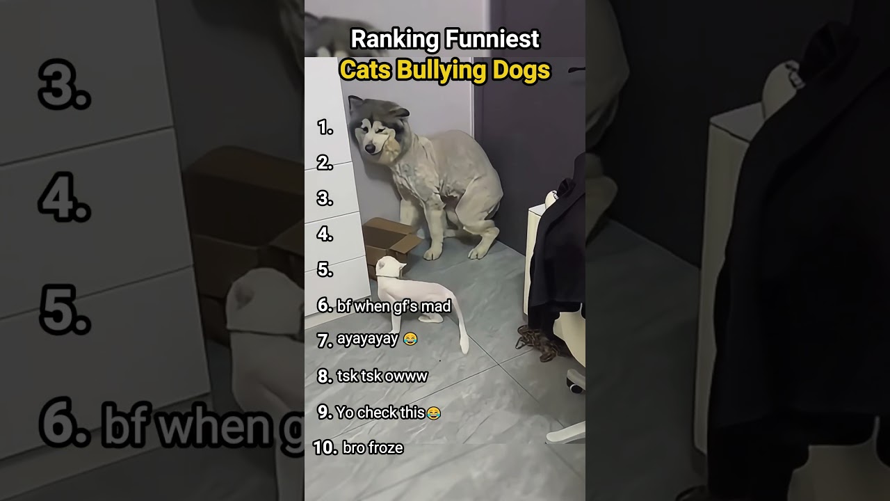 Ranking Hilarious Moments of Cats Bullying Dogs 🐱😂