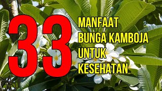 HERBAL BUNGA KAMBOJA/SEMBOJA PLUMERIA KERING MURAH -500 GRAM