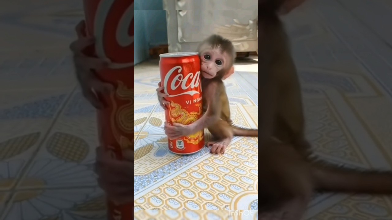 cut little monkey💓🙊