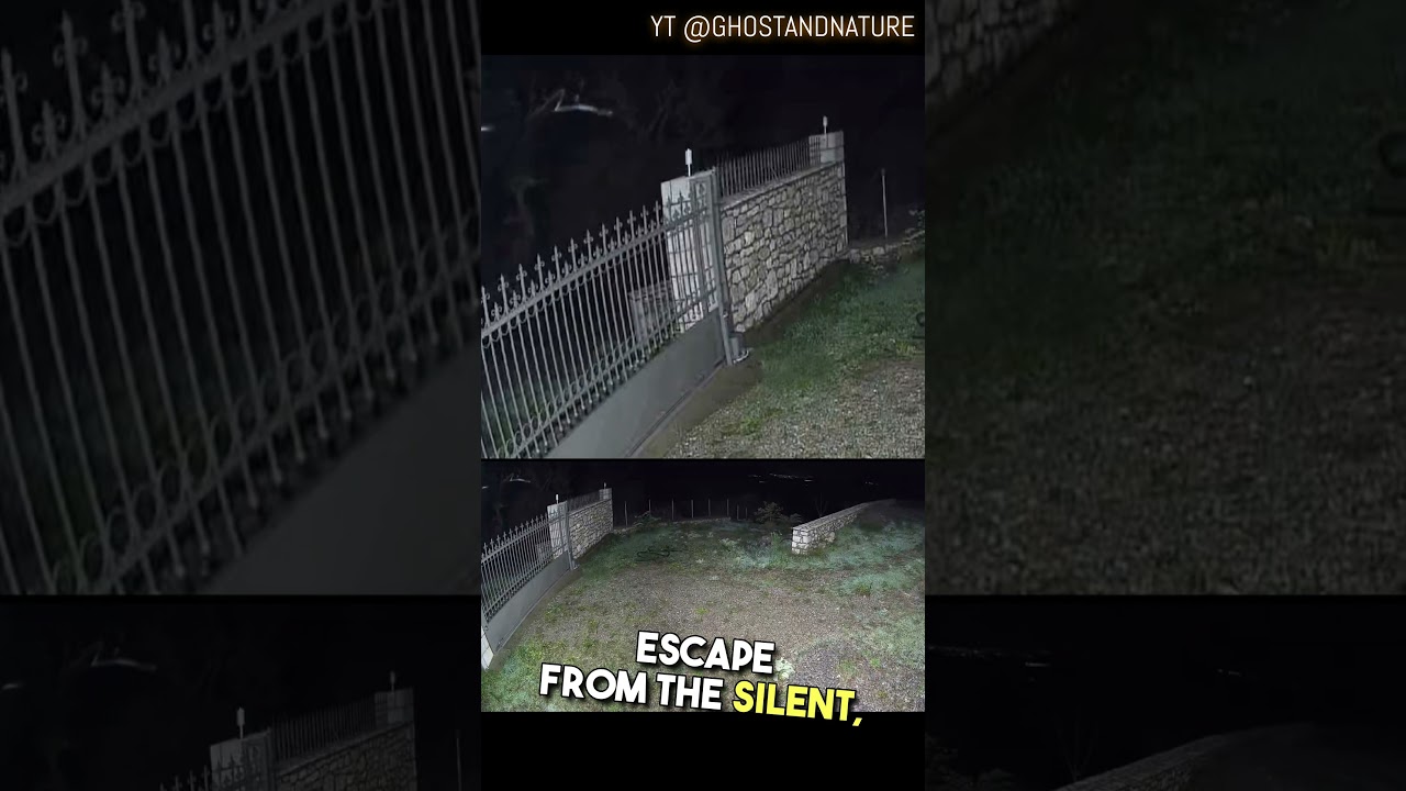 Animal Behavior Gone Wild Terrifying Footage You Won't Believe 