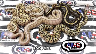 25bpC20 fm Stranger Firefly 50% Pos Het Clown  x m Monsoon Mojave Bumblebee