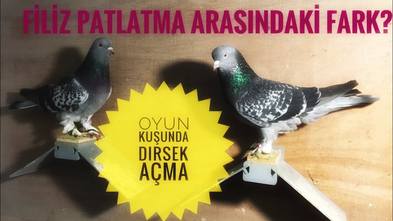 Oyun Kuşunda Dirsek açma ile filiz patlatma arasındaki farklar nelerdir neden dirsek açarlar