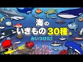 【子供が喜ぶ水族館】30種類！海の生き物 お魚さんたちが大集合！何が出てくるか当ててね！さかなの名前ずかん★サメ・たこ・くじら・いるか・まぐろ★未就学児向け教育｜Fish気分はスキューバダイビング♪