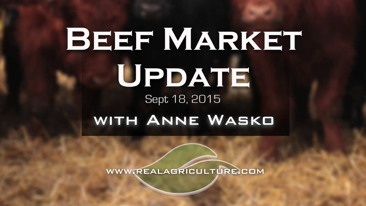 Beef Market Update Fed Cattle Market Appears Shakey While Feeder