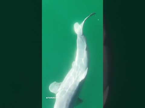 Filmaron los primeros instantes de vida de un tiburón blanco