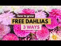 How to Grow Free Dahlias 3 Ways