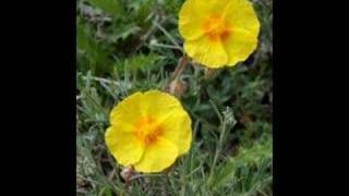 Yuhibbullahavelislam Ve Guller Acmasada