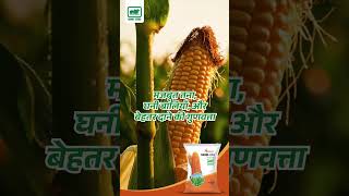 Nandi 414 Spring Corn
