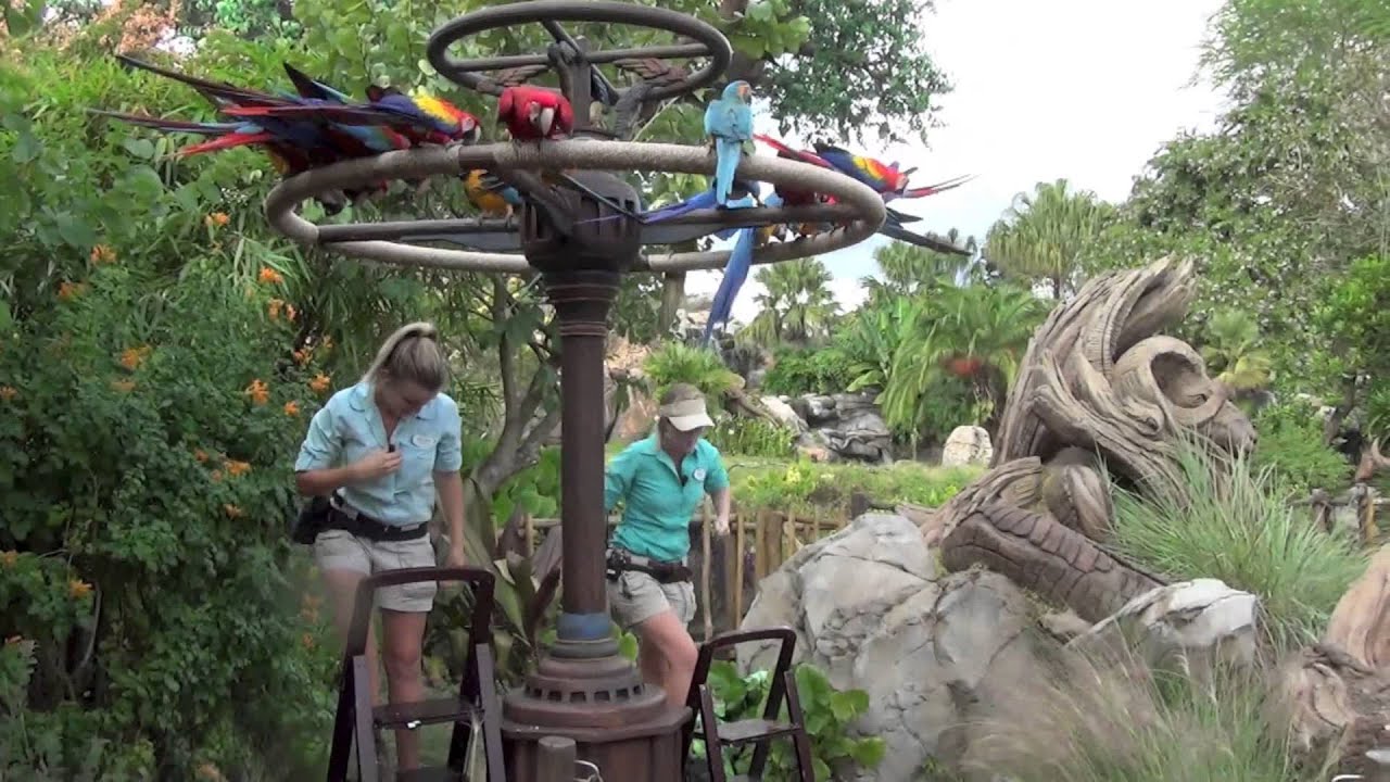 Winged Encounters: Megan's  Macaws at Animal Kingdom meet Adel and Tommy