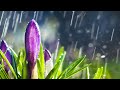 10 Hours of Relaxing Music - Sleep Music with Rain Sound, Piano Music for Stress Relief (Emma)
