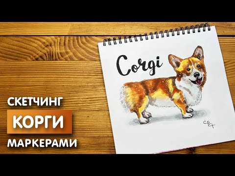 Как нарисовать собаку Корги карандашом и скетч маркерами | Рисунок для детей, поэтапно и легко