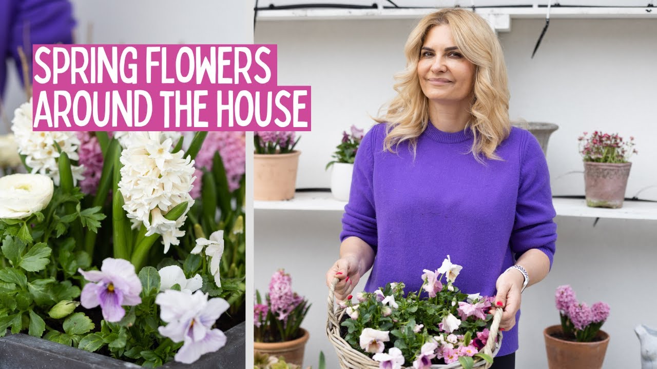 EARLY SPRING CONTAINERS IN MY GARDEN- PANSIES, VIOLAS, SPRING BULBS AND RANUNCULUS