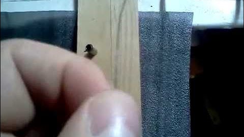 Hidden flat Kanthal ribbon resistive wire for e-cig