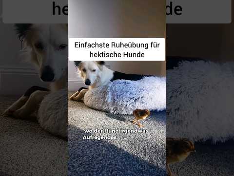 Entspannt aussteigen – Videokurs zur Leinenführigkeit von Sarah Fink