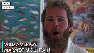 Wild America: Marmot Mountain