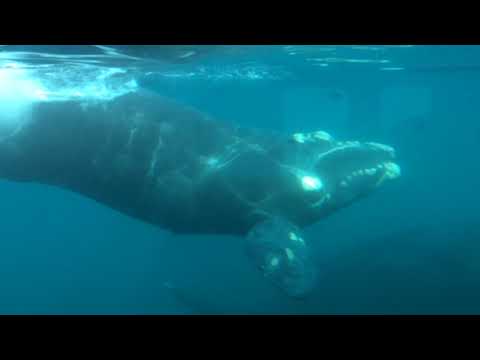 Vidéo: Observation De La Faune En Patagonie Dans La Péninsule De Valdes, En Argentine